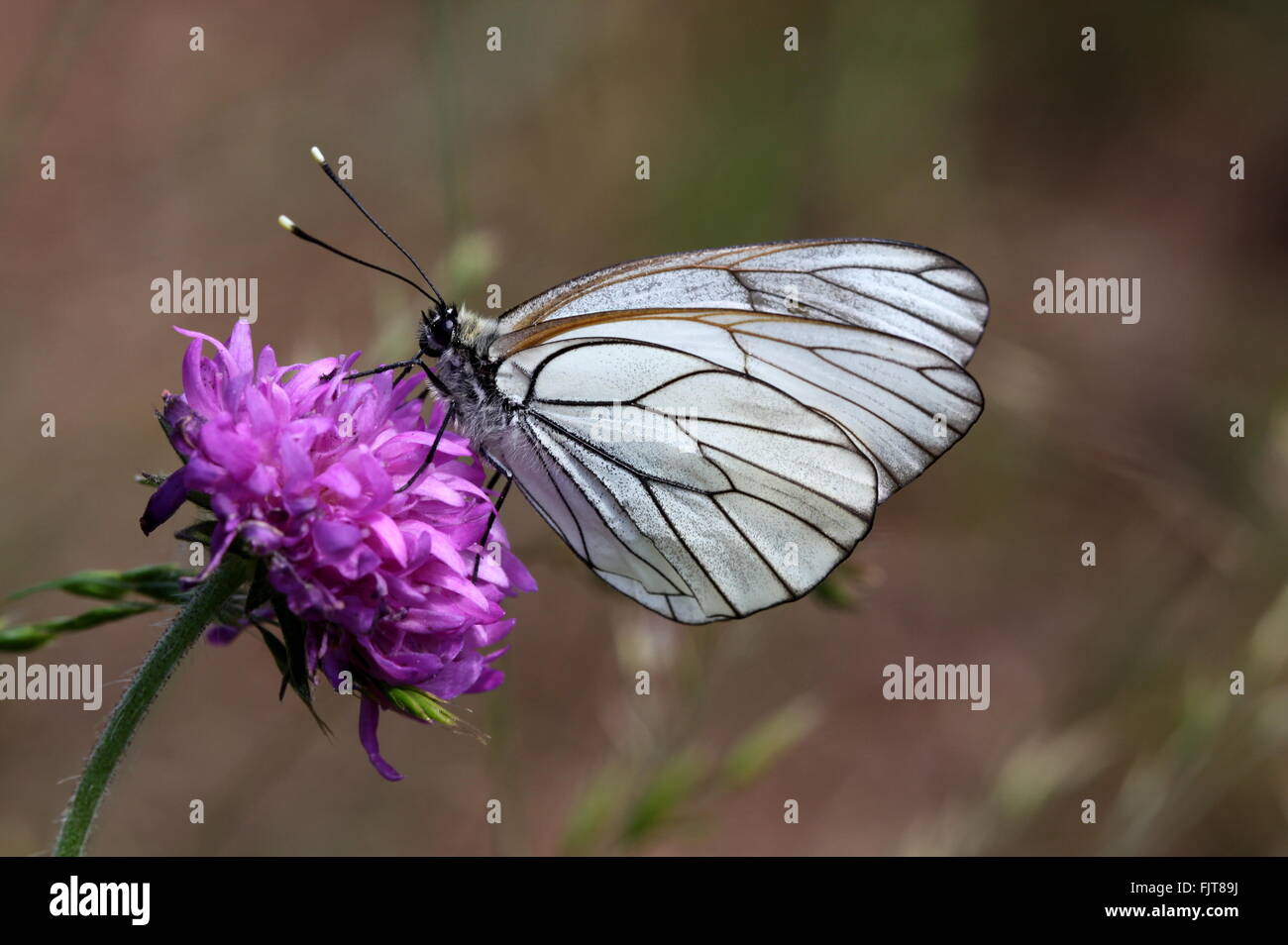 Black-veined White butterfly (Aporia crataegi) Stock Photo