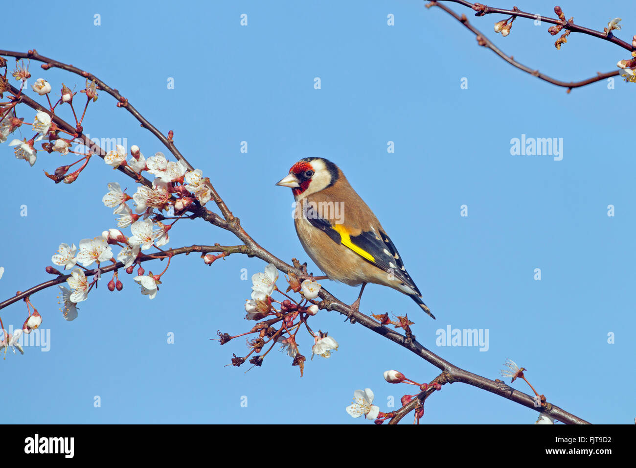 Goldfinch Carduelis carduelis in Winter flowering plum blossom Stock Photo