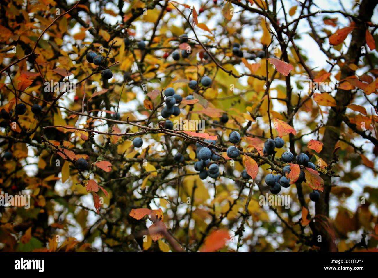 Close-Up Of Fruits Hanging On Tree Stock Photo - Alamy