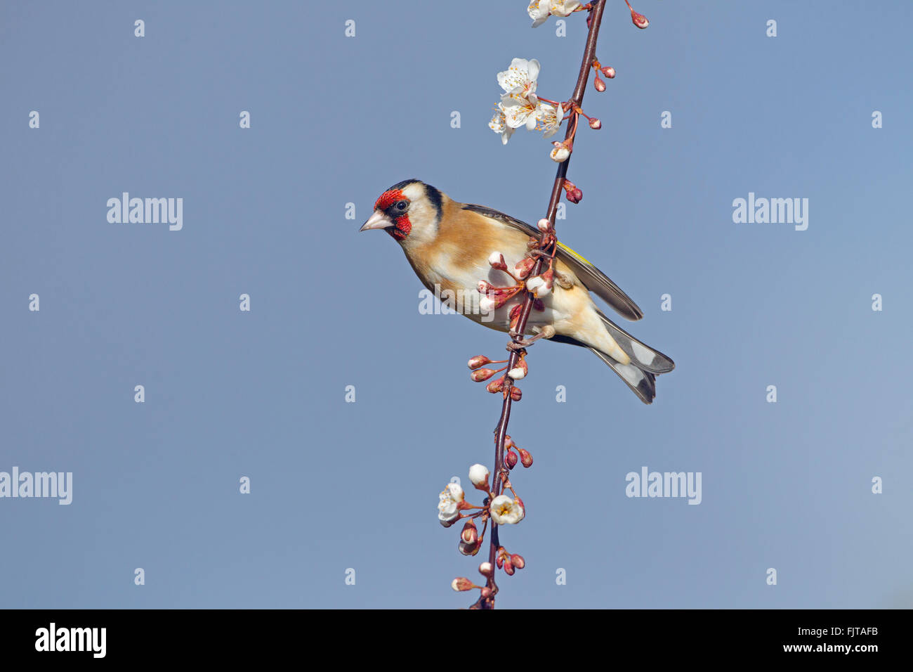 Goldfinch Carduelis carduelis in Winter flowering plum blossom Stock Photo