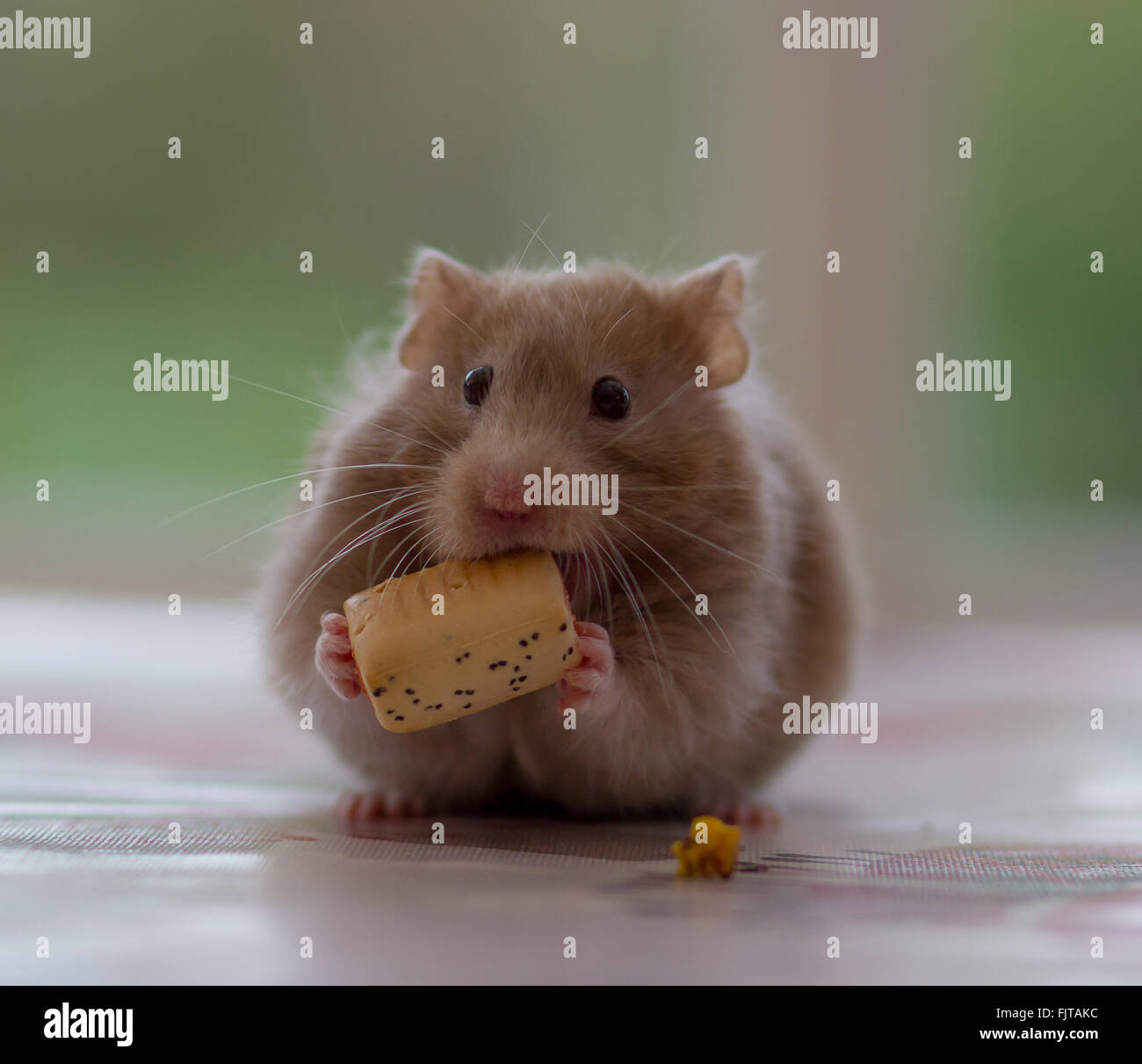 Hamster food hires stock photography and images Alamy