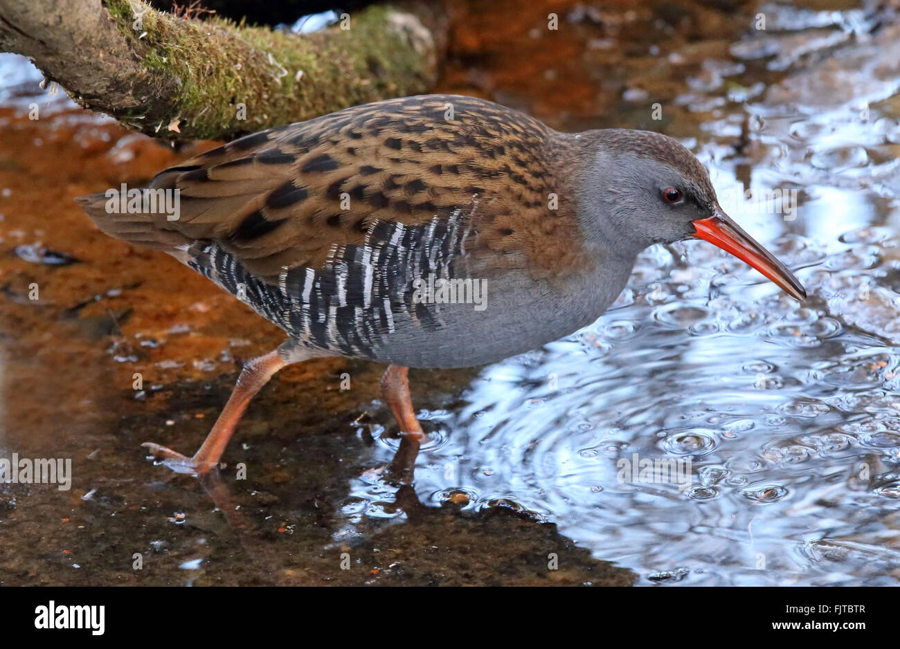 Water rail, Rallus aquaticus walking in wetland Stock Photo - Alamy