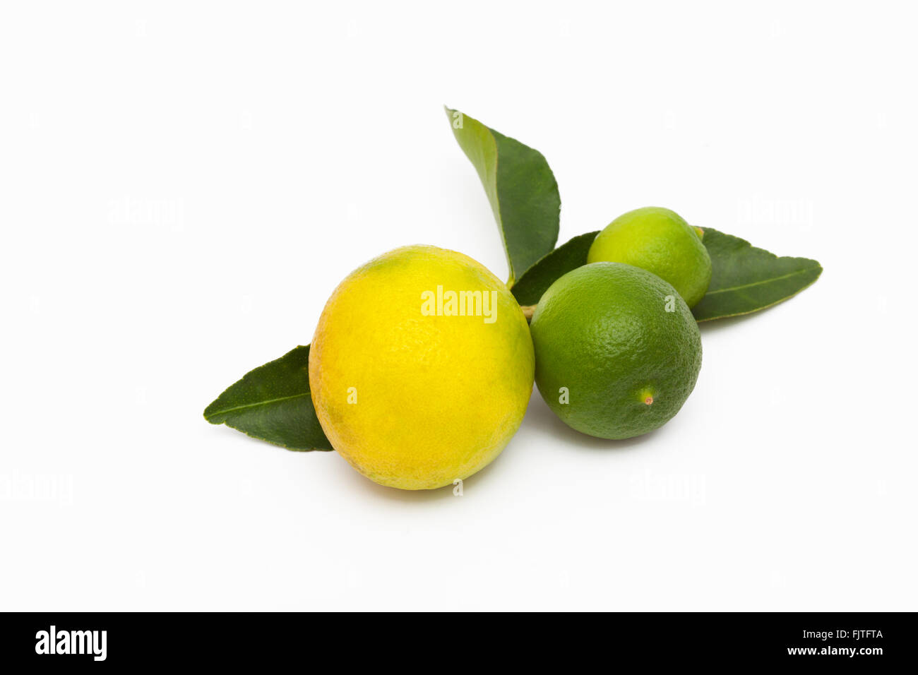 Freshly picked key limes from a Florida garden Stock Photo