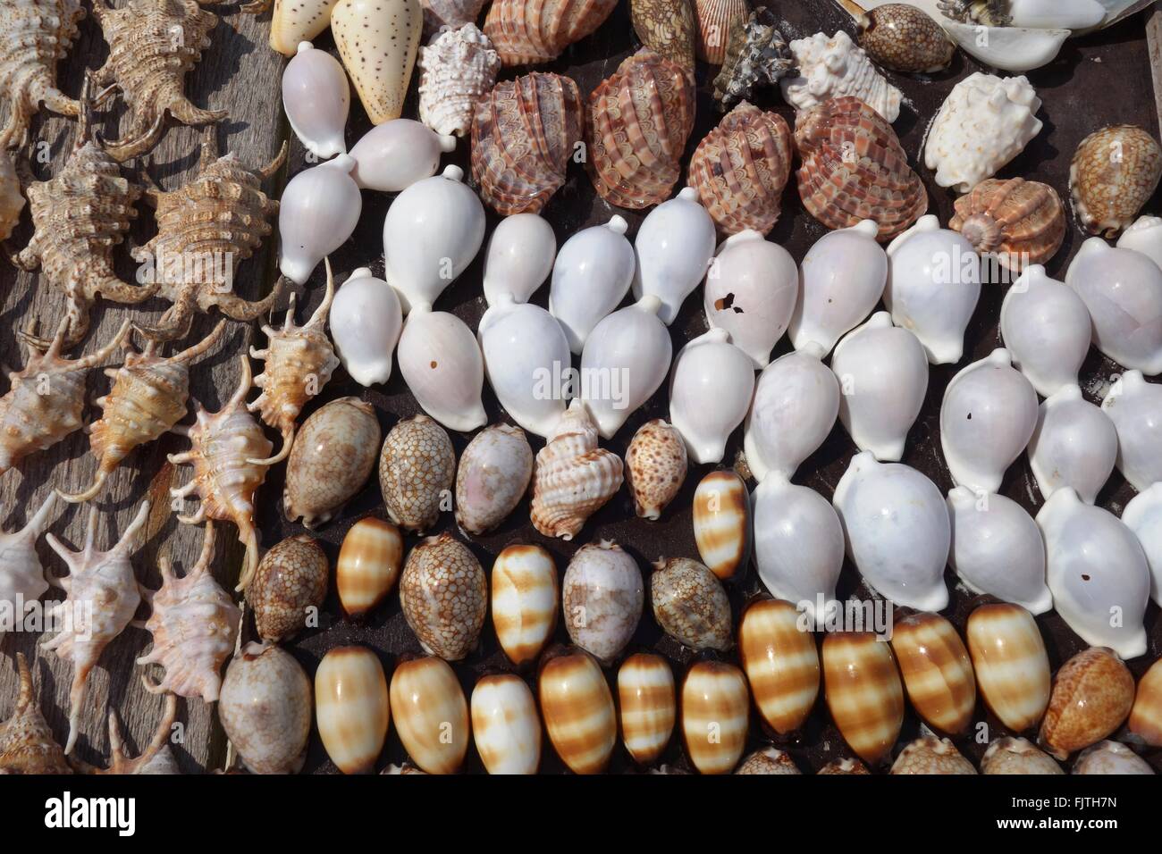 Cowry and other Indian Ocean shells in Zanzibar Stock Photo