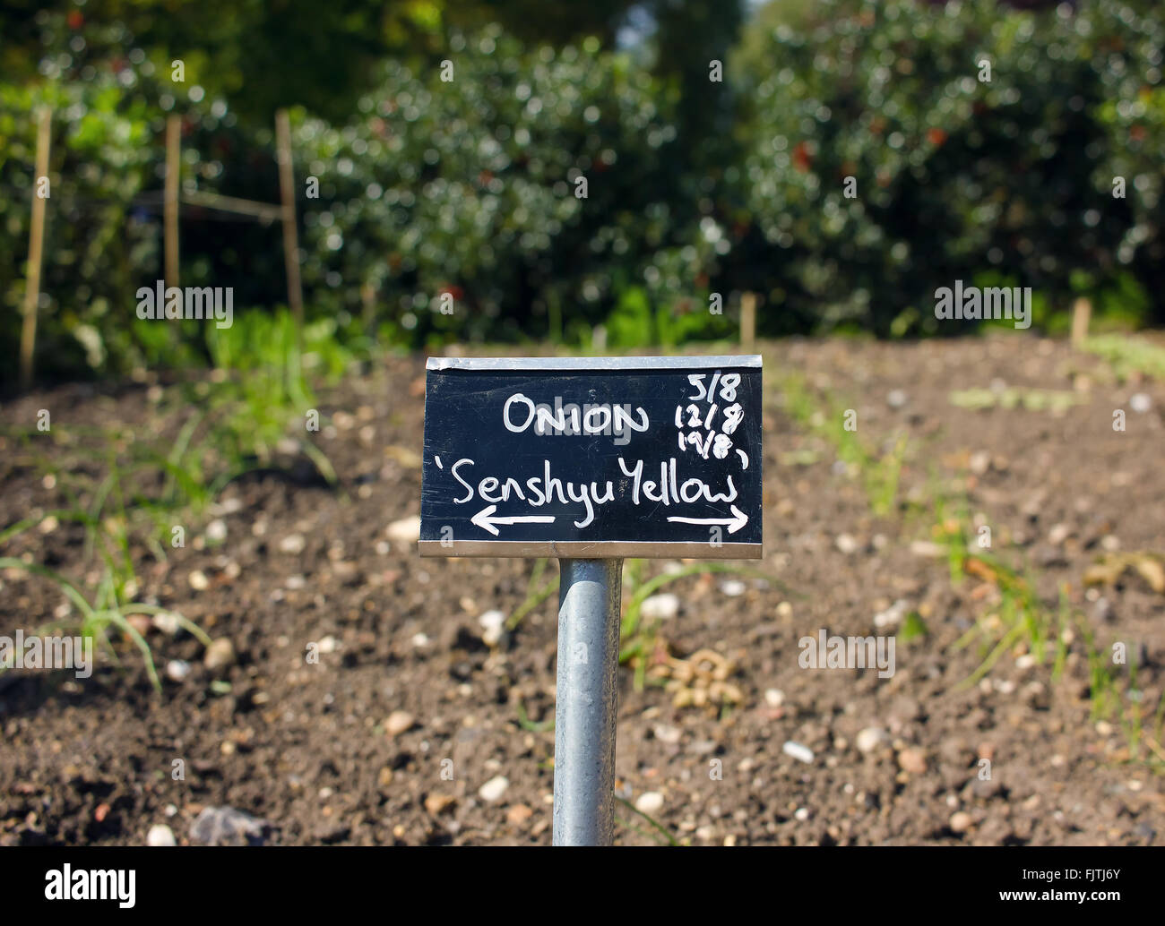 Spring Onions Growing in Vegetable Garden Stock Photo