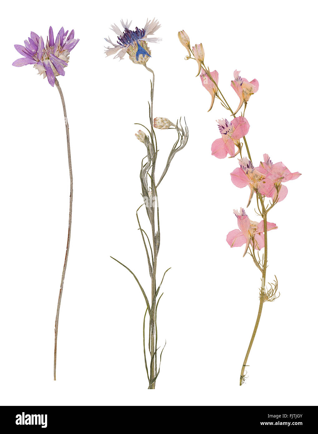 Set of wild dry pressed flowers and leaves isolated Stock Photo Alamy