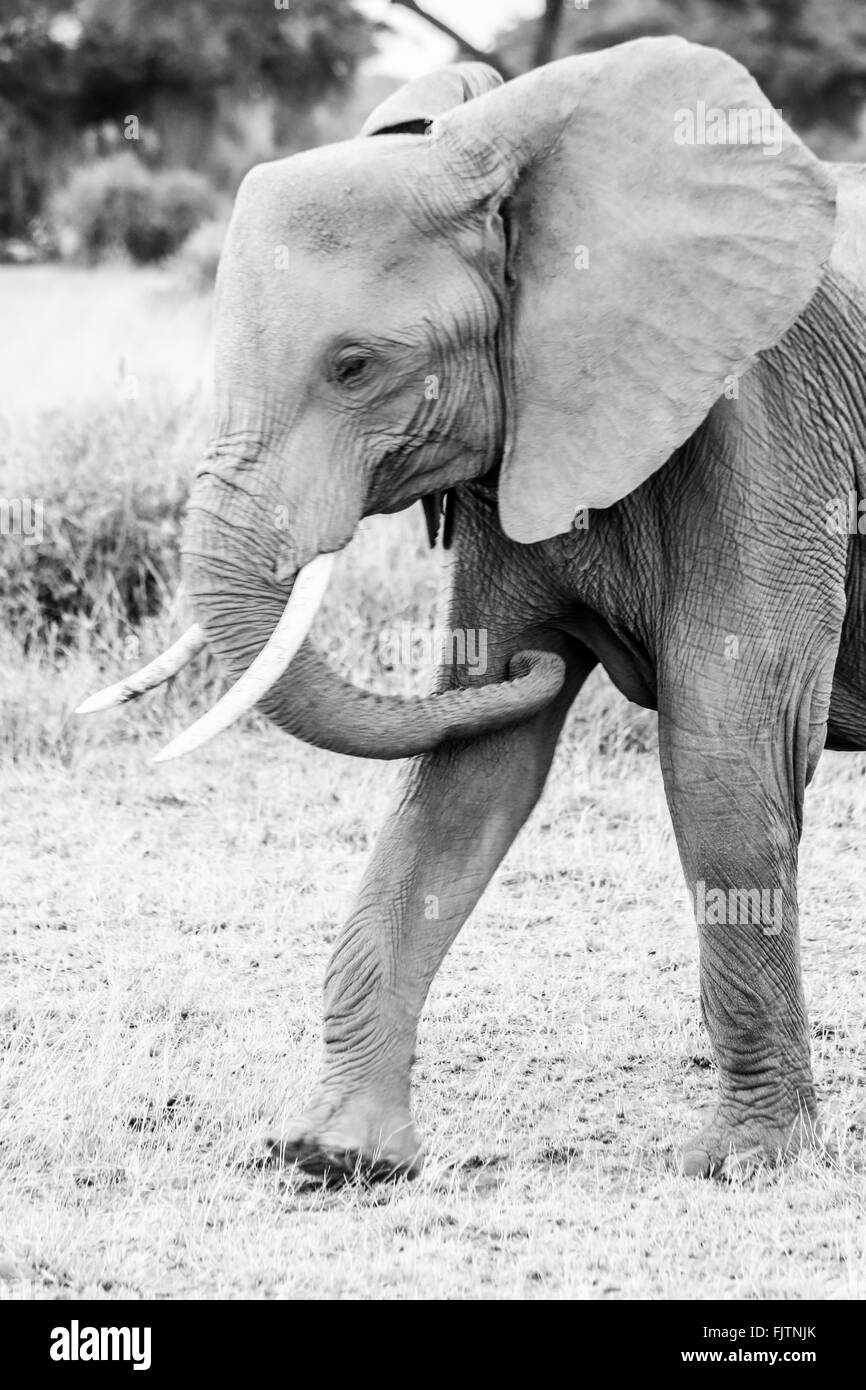 Elephant Walking On Field Stock Photo Alamy