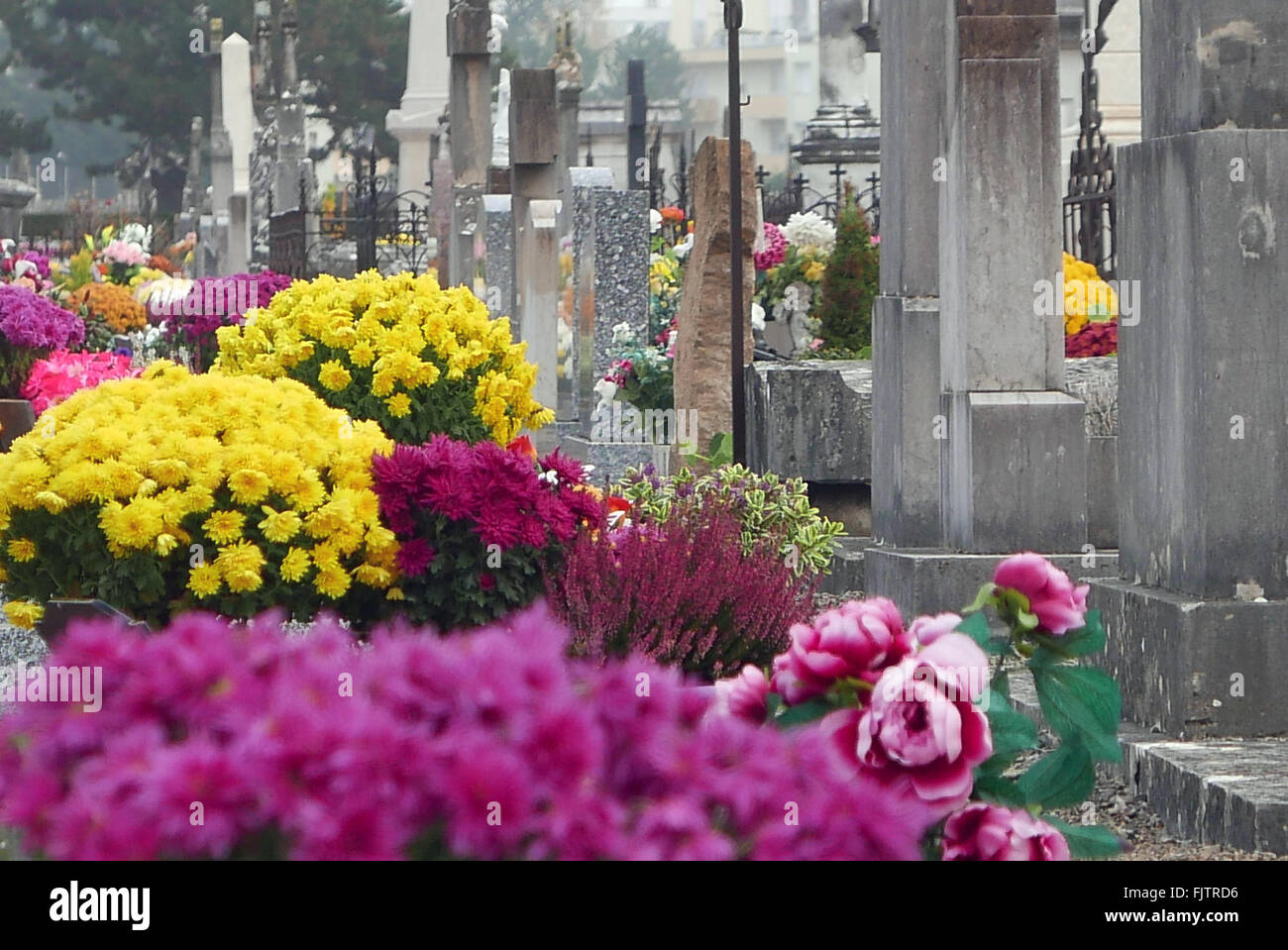Flowers And Plants At Cemetery Stock Photo Alamy