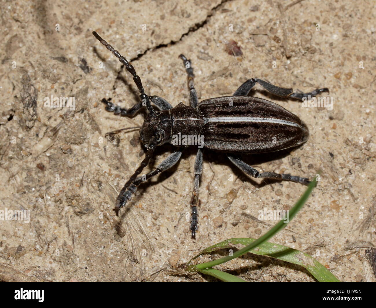 Longhorn beetle (long-horned, longhorn beetles, longicorns) Dorcadion holosericeum Stock Photo