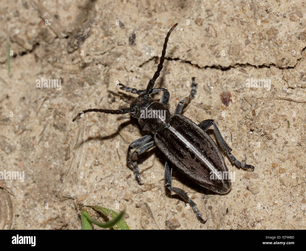 Longhorn beetle (long-horned, longhorn beetles, longicorns) Dorcadion holosericeum Stock Photo