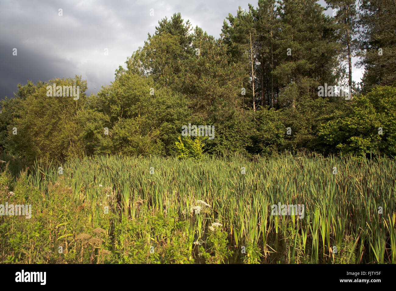 Pond and reedbed at Snipe Dales Nature Reserve between Horncastle and Spilsby  Lincolnshire England Stock Photo