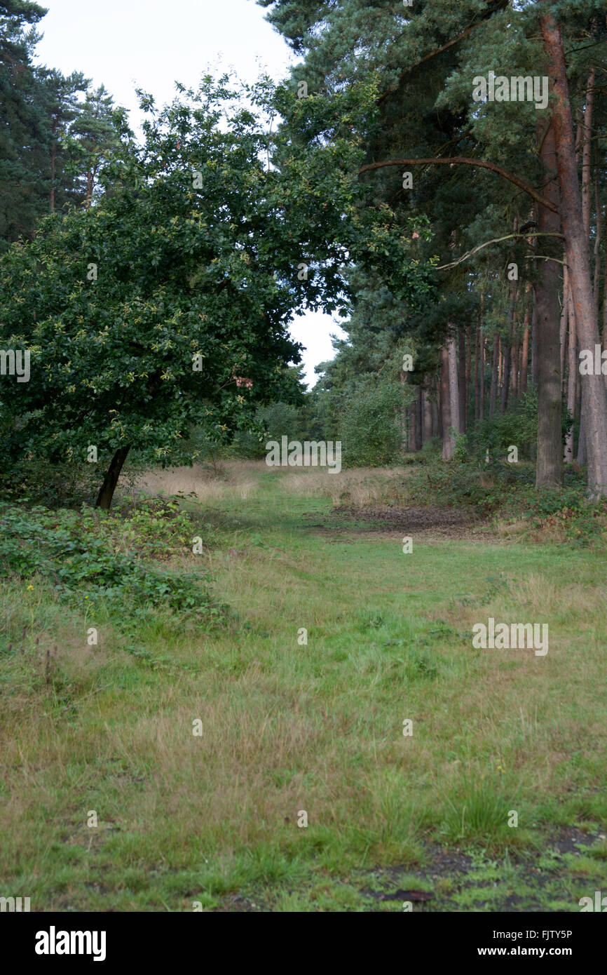 Woodhall Spa Airfield Nature Reserve Woodhall Spa Lincolnshire England