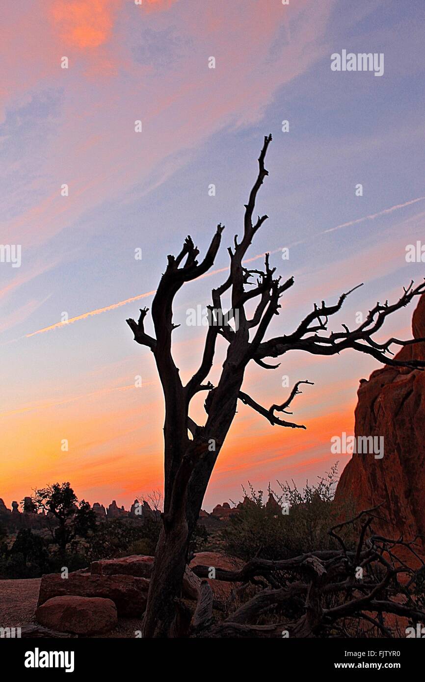 Bare Tree By Rocks On Field Against Sky At Sunset Stock Photo