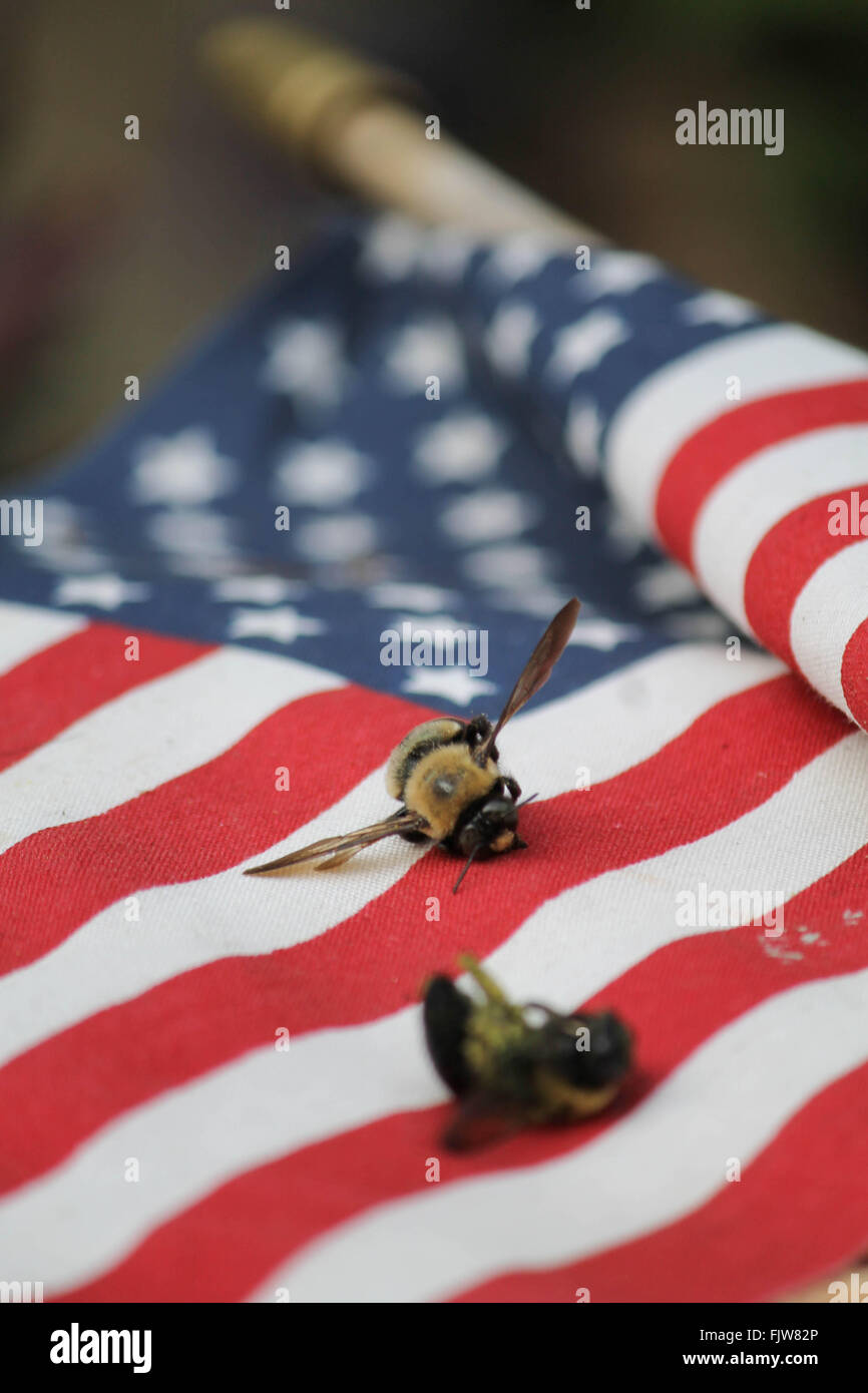 Bee Flag High Resolution Stock Photography and Images - Alamy