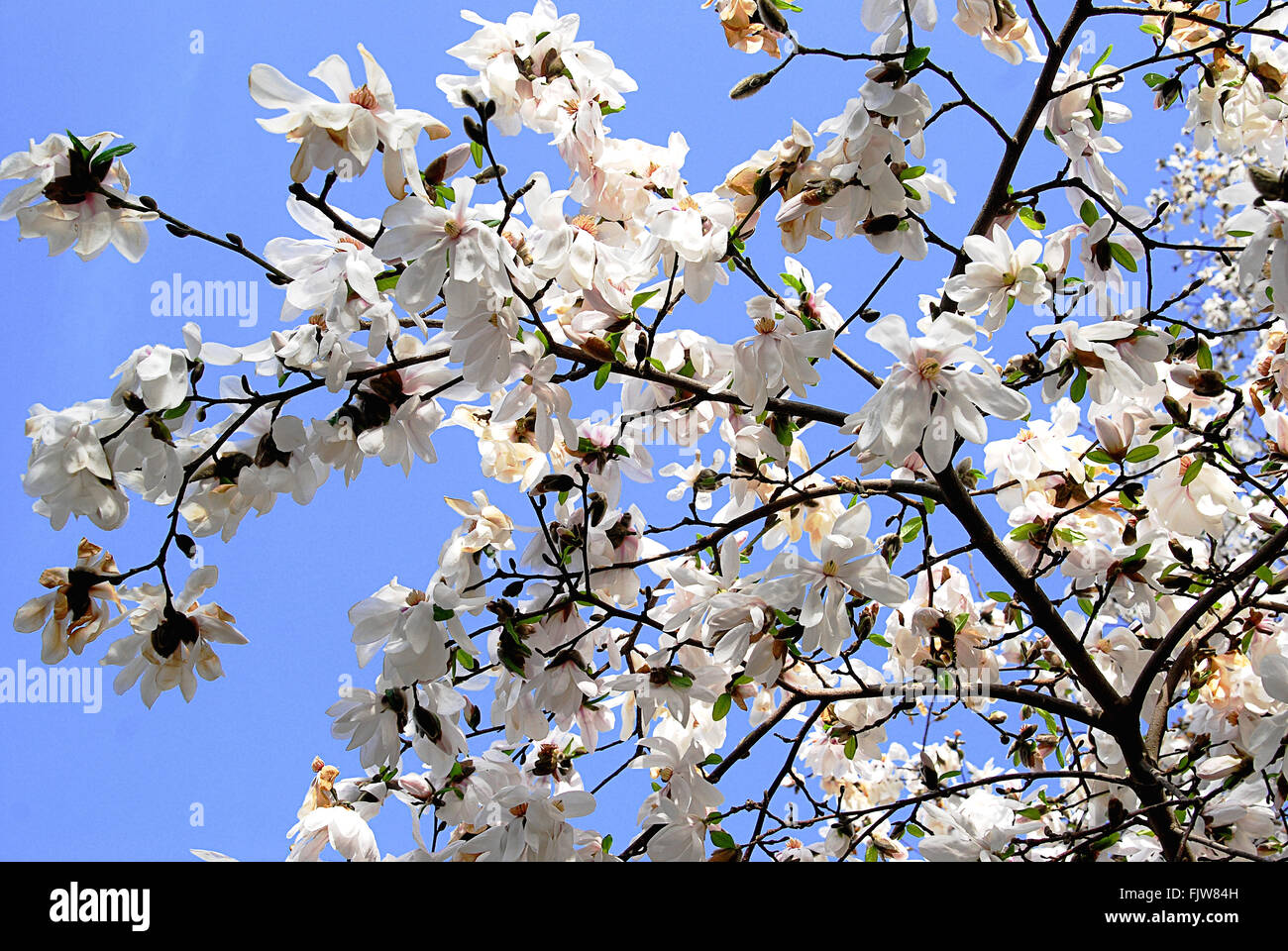 Many white magnolia flowers bloom in spring on a sunny day Stock Photo ...