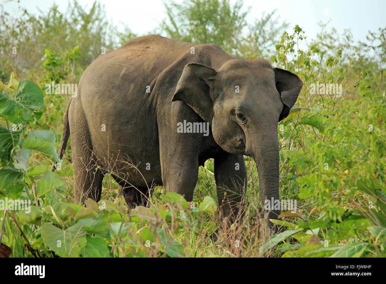Lankesian Elephant (Elephas Maximus Maximus) in the Bush. Uda Walawe National Park, Sri Lanka Stock Photo