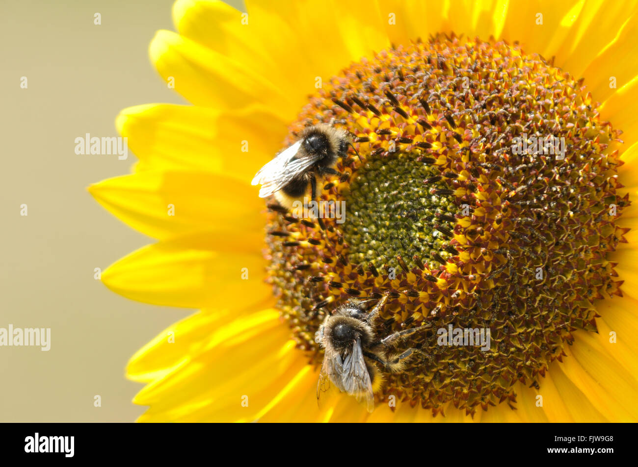 Bumble bees pollinating a bright yellow sunflower Stock Photo Alamy