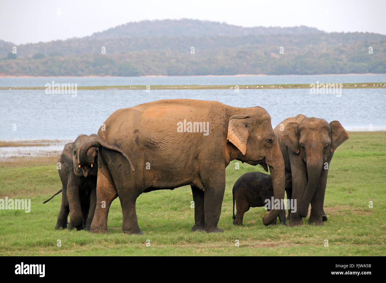 Lankesian Elephant Family (Elephas Maximus Maximus), Minneriya National Park, Sri Lanka Stock Photo