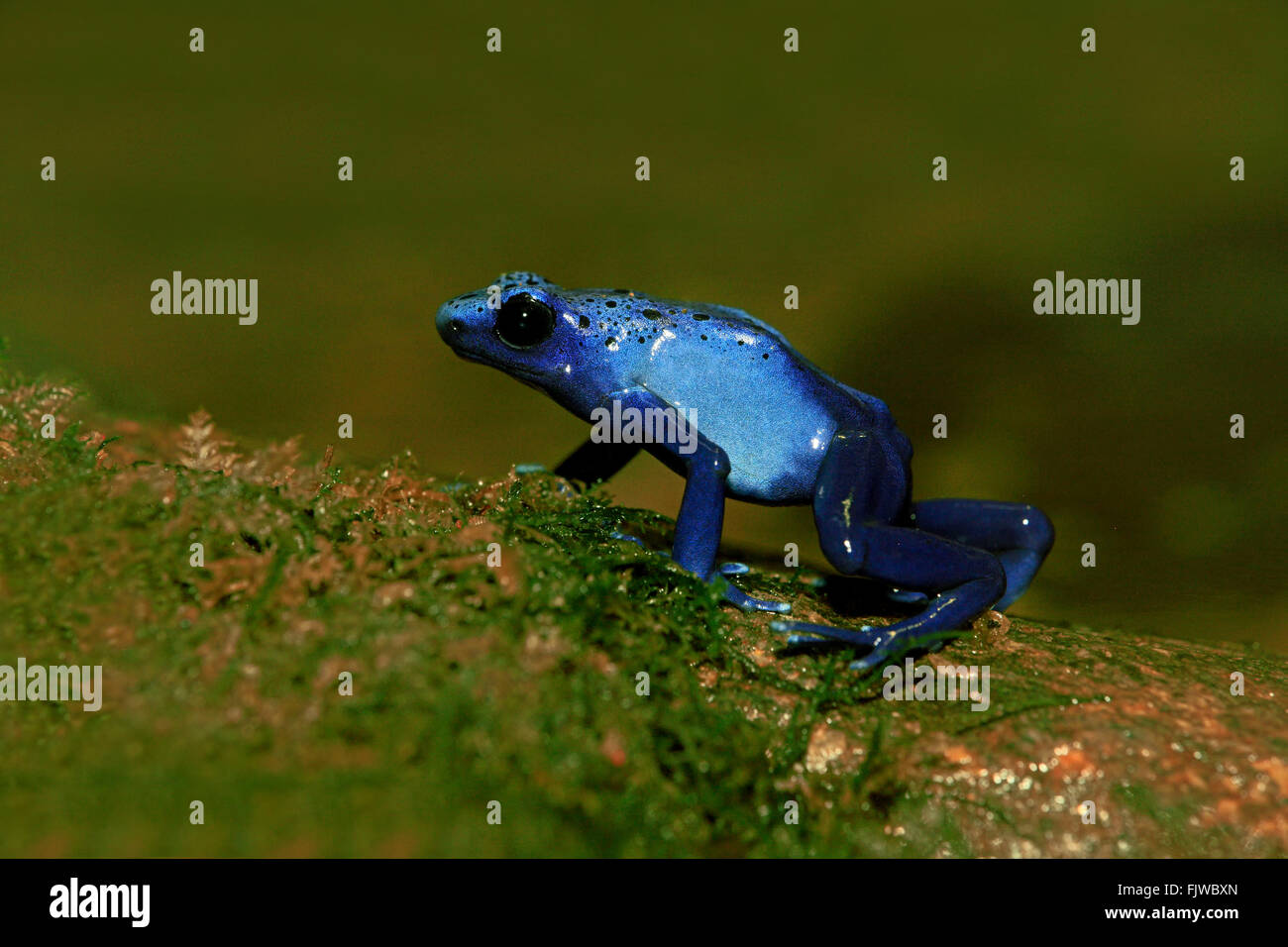 Blue poison dart frog, on shore, South America / (Dendrobates tinctorius) Stock Photo