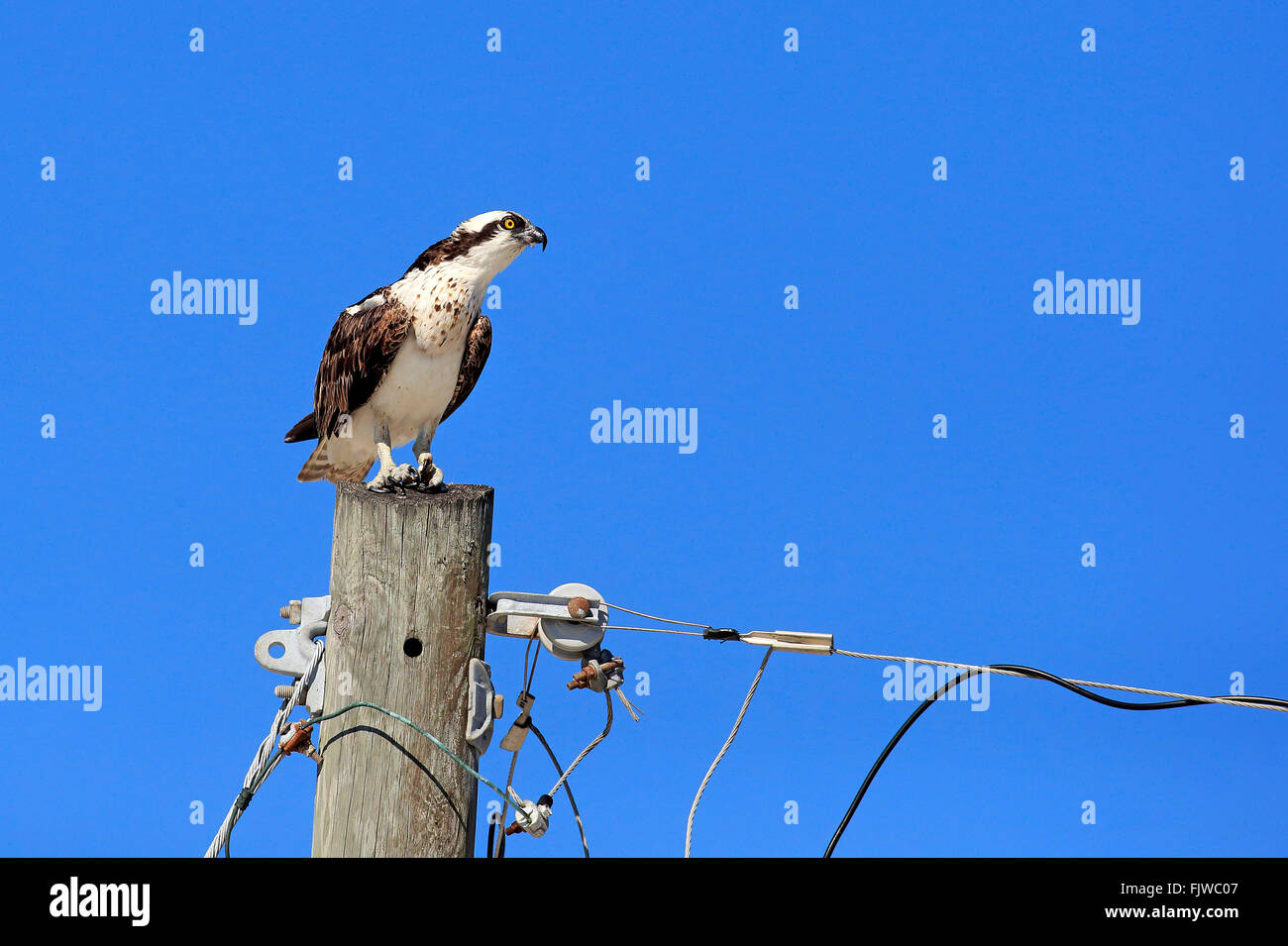 Osprey, adult on branch, Sanibel Island, Florida, USA, Northamerica / (Pandion haliaetus carolinensis) Stock Photo