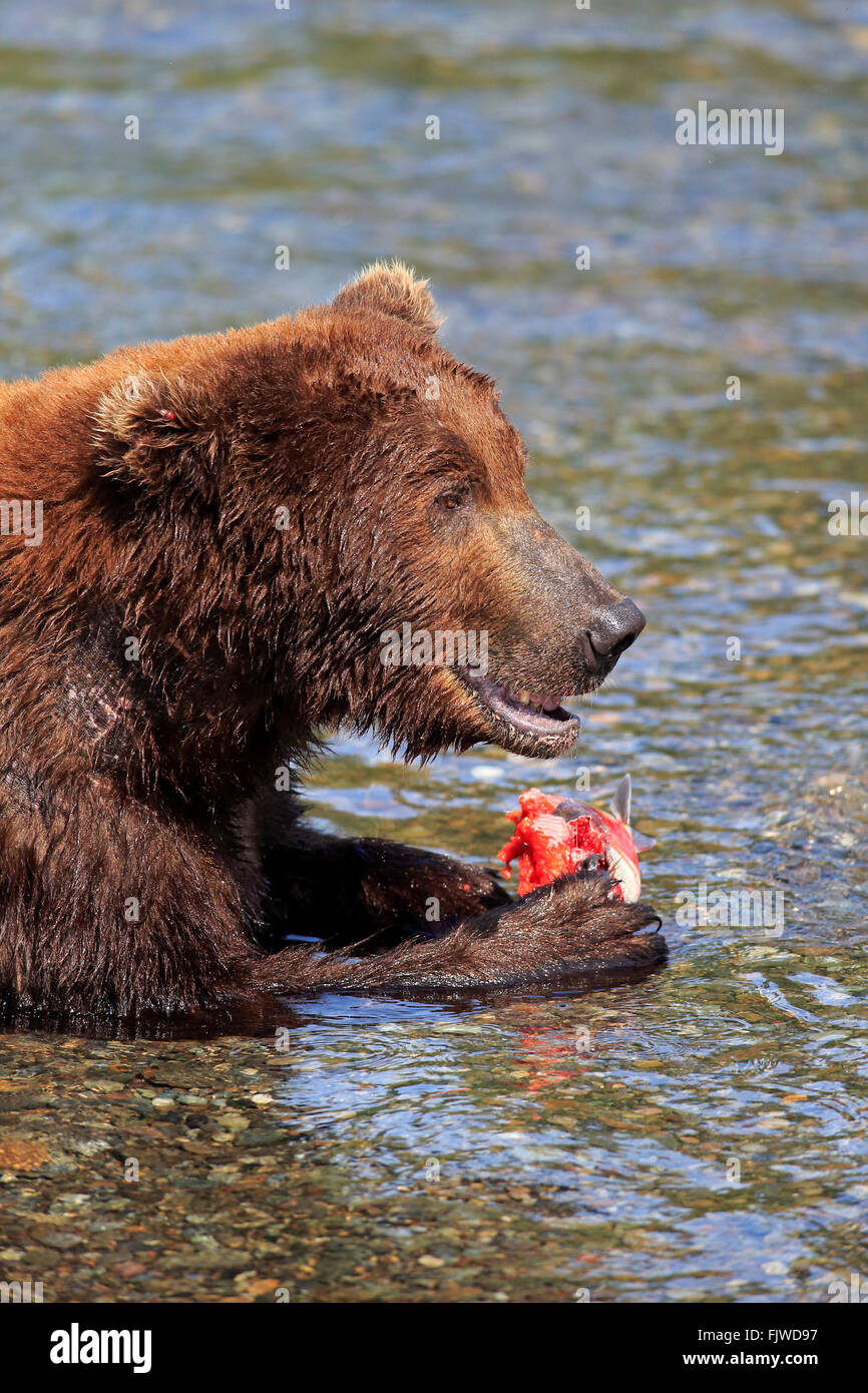 Grizzly Bear, adult feeding in water, Brookes River, Katmai Nationalpark, Alaska, USA, North America / (Ursus arctos horribilis) Stock Photo