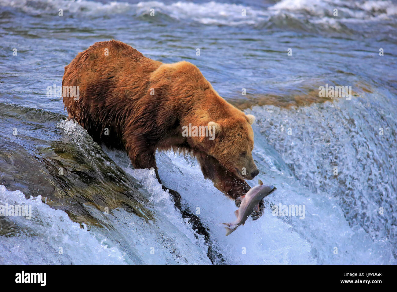 Grizzly Bear adult in water hunting salmon Brookes River Katmai Nationalpark Alaska USA North America / (Ursus arctos Stock Photo