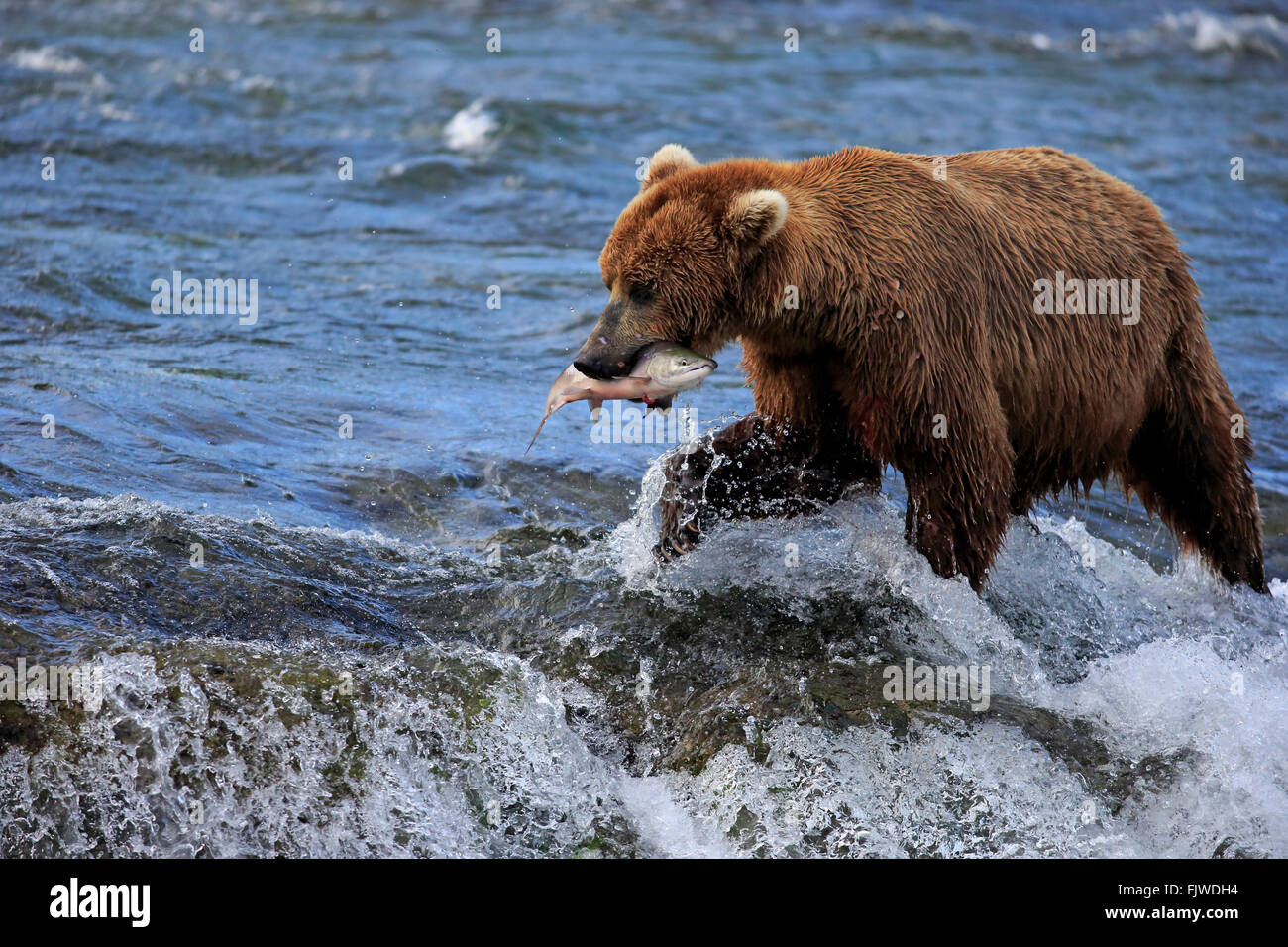 Grizzly Bear adult in water feeding on salmon Brookes River Katmai Nationalpark Alaska USA North America / (Ursus arctos Stock Photo