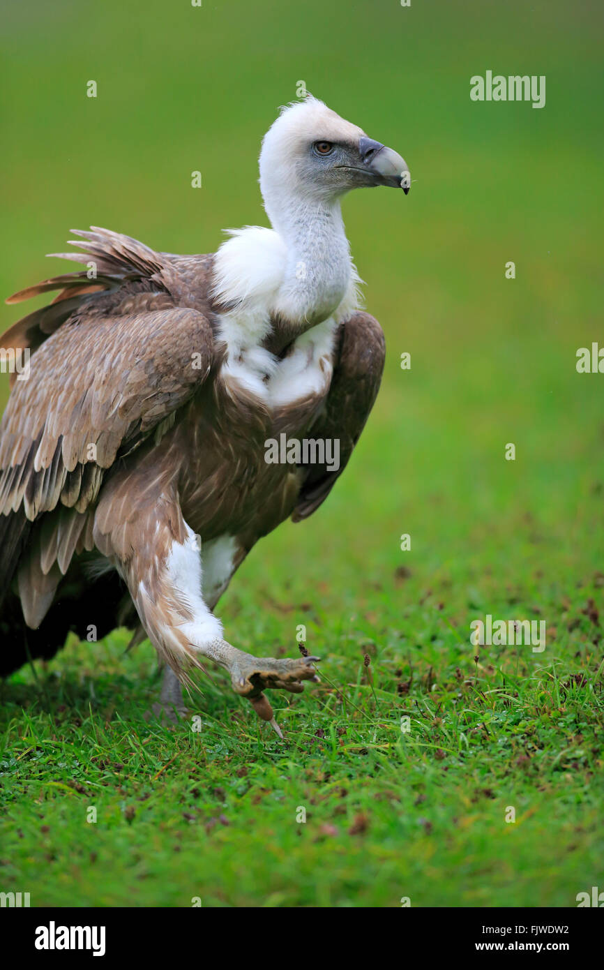 Griffon Vulture, Europe / (Gyps fulvus Stock Photo - Alamy
