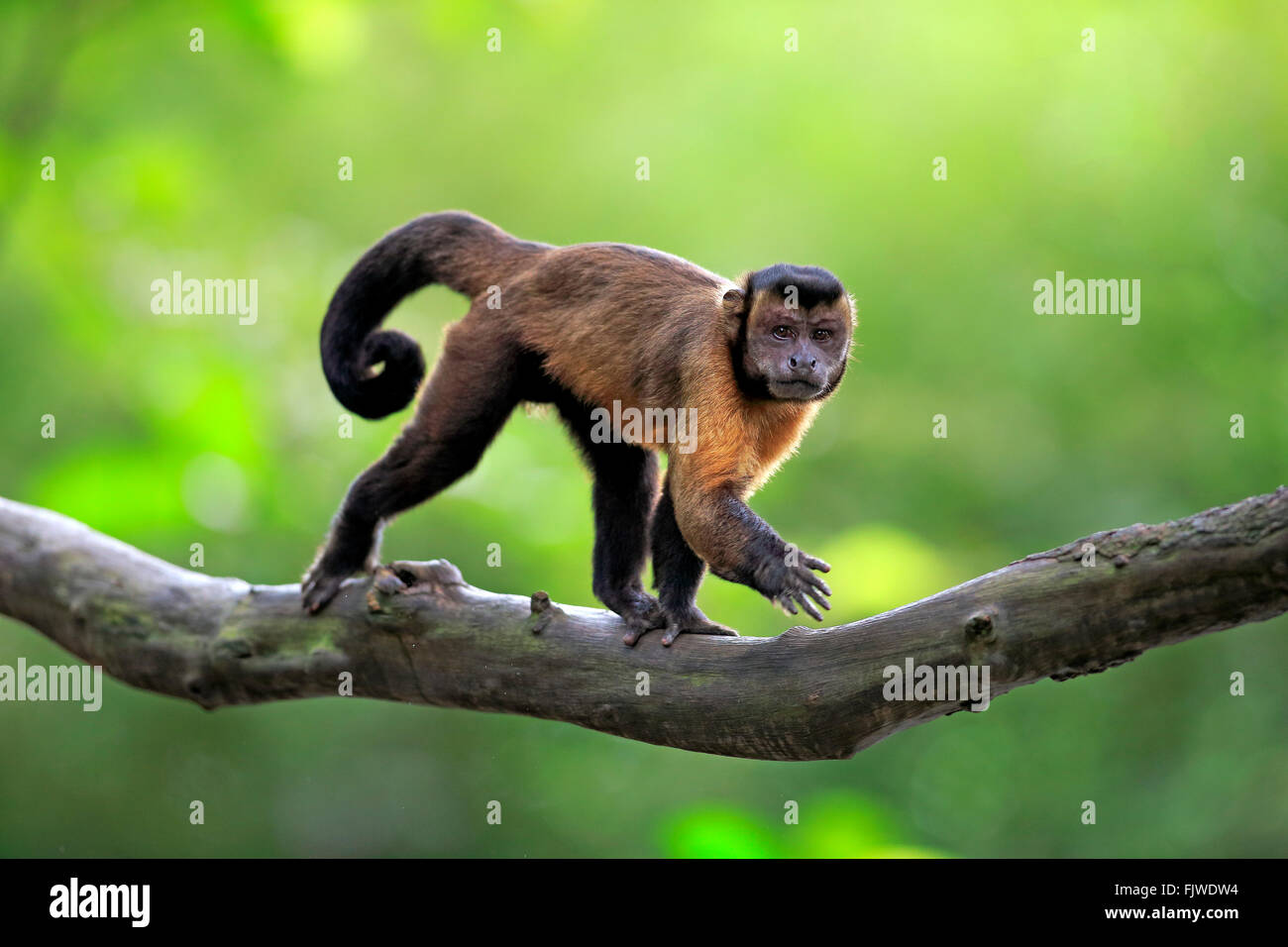 Brown Capuchin, tufted capuchin, black-capped capuchin / (Cebus apella) Stock Photo