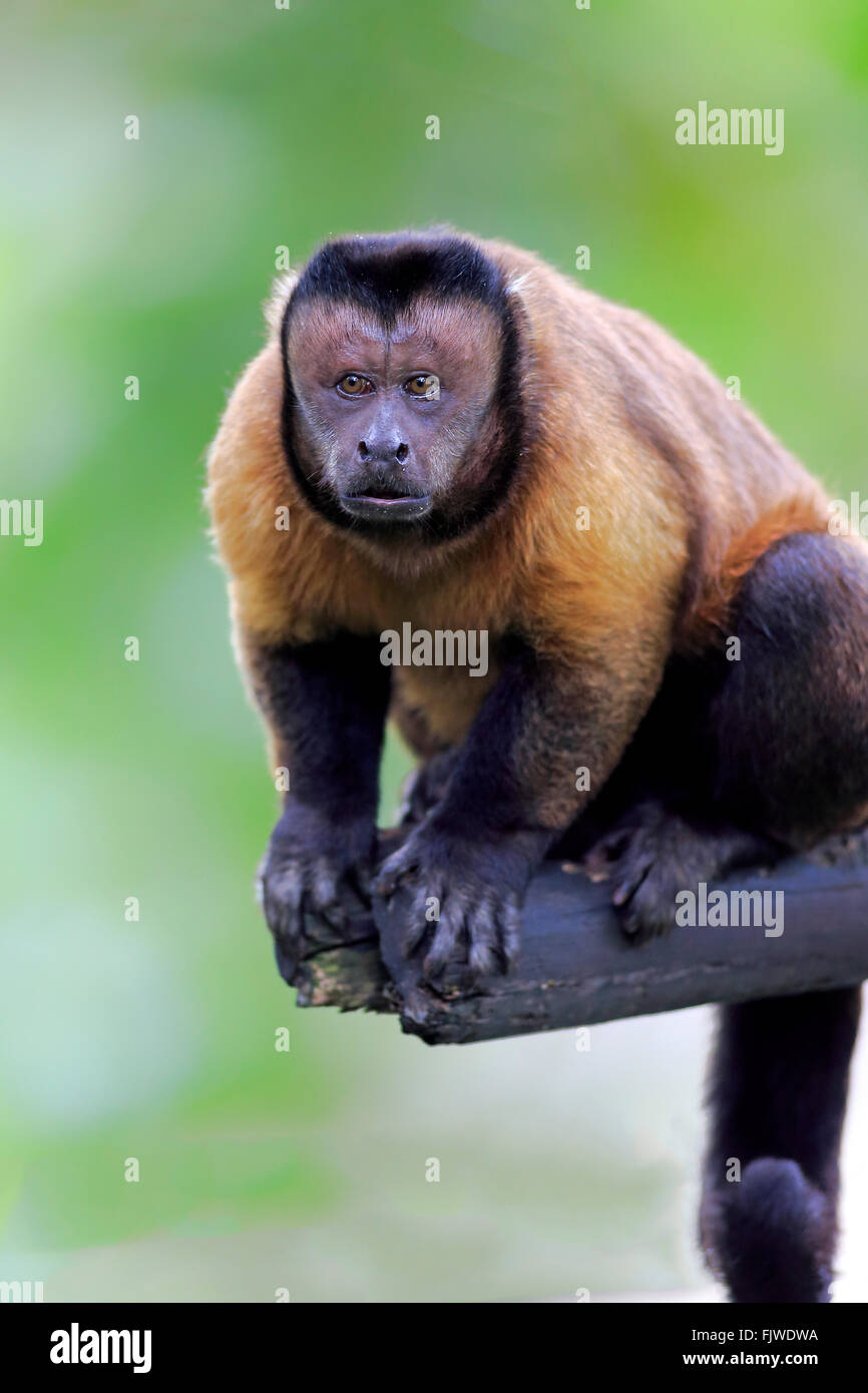 Tufted capuchin monkey (Sapajus apella), AKA macaco-prego into the wild in  Brazil Stock Photo - Alamy
