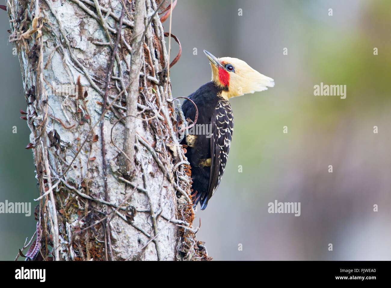 Blond-crested Woodpecker (Celeus flavescens) male on tree in garden, Itanhaem, Brazil Stock Photo