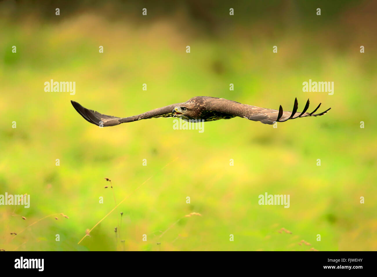 Common Buzzard, adult flying calling, Eifel, Germany, Europe / (Buteo buteo) Stock Photo