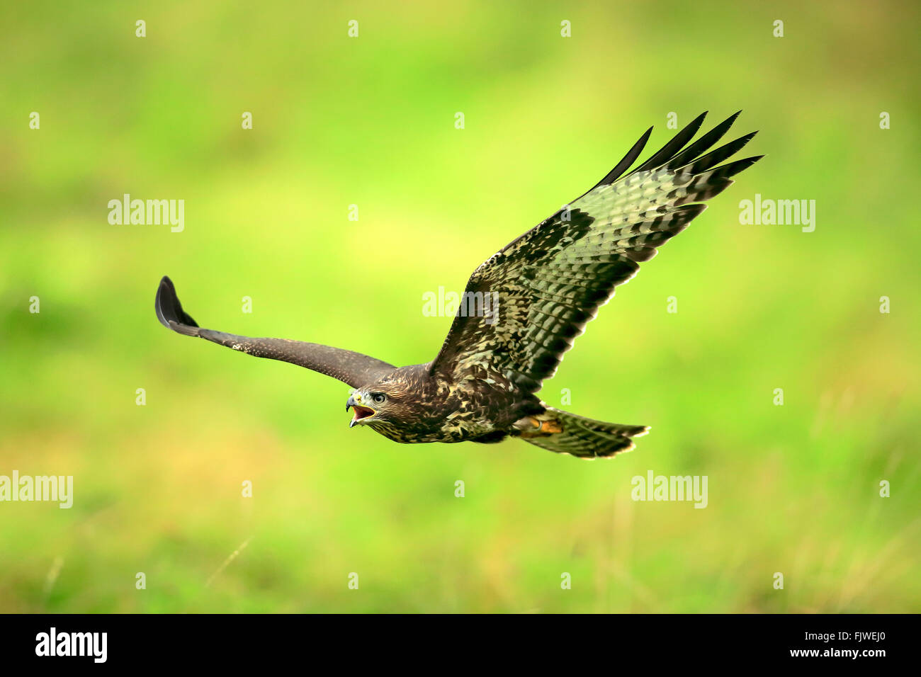 Common Buzzard, adult flying calling, Eifel, Germany, Europe / (Buteo buteo) Stock Photo