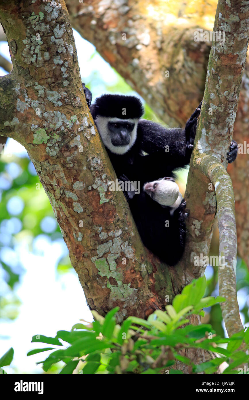 Angolan black and white female with young, Africa / (Colobus angolensis) Stock Photo