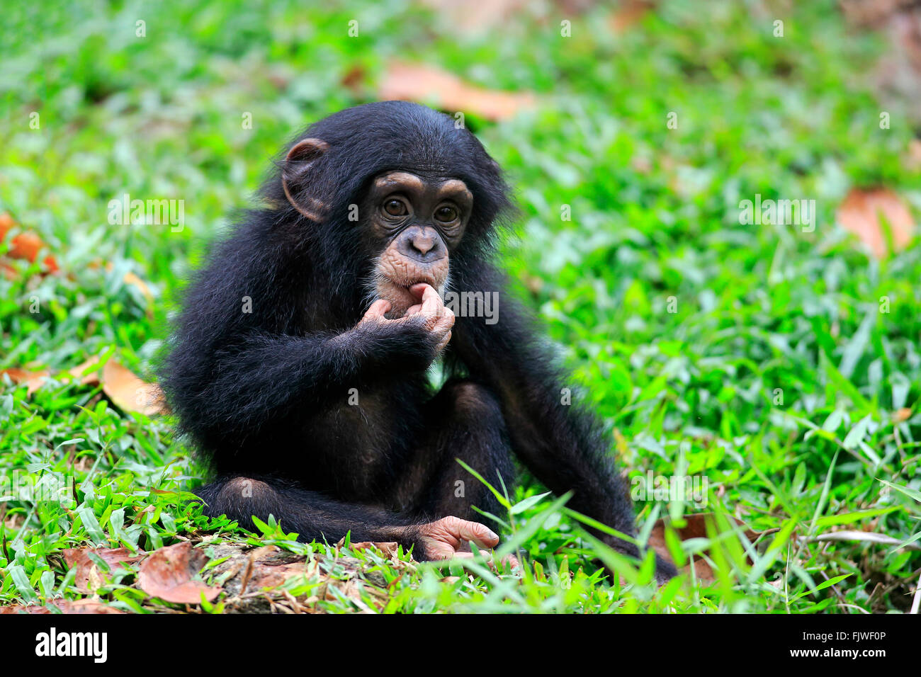 Chimpanzee, young, Africa / (Pan troglodytes) Stock Photo