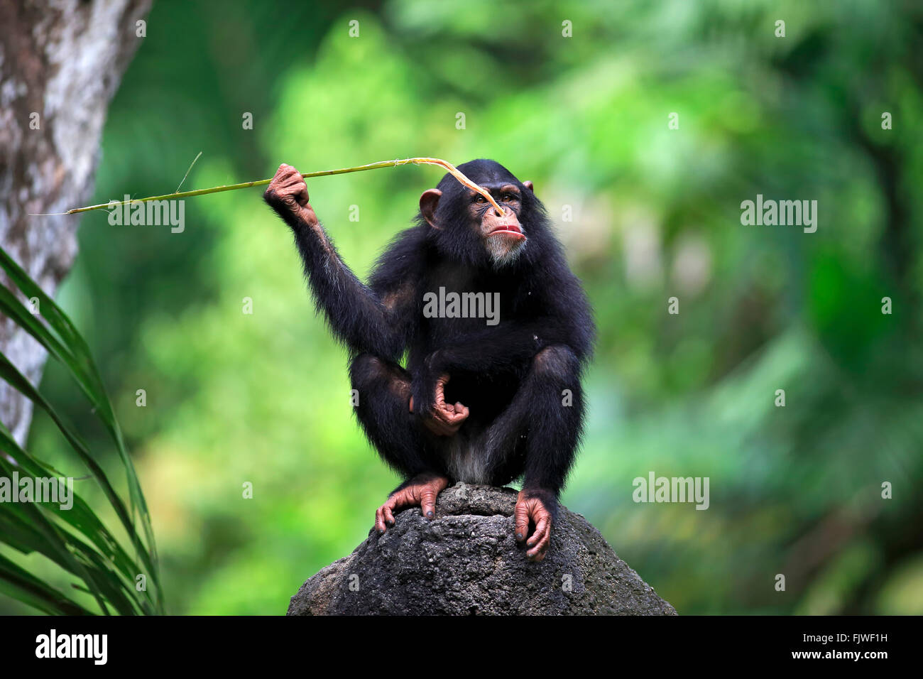Chimpanzee, subadult, Africa / (Pan troglodytes) Stock Photo