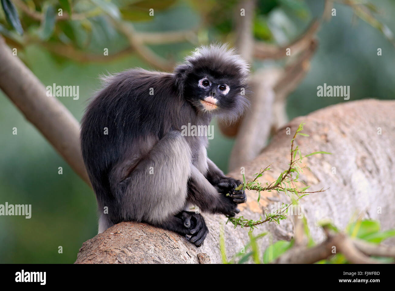 Dusky Leaf Monkey, Asia / (Trachypithecus obscurus) Stock Photo