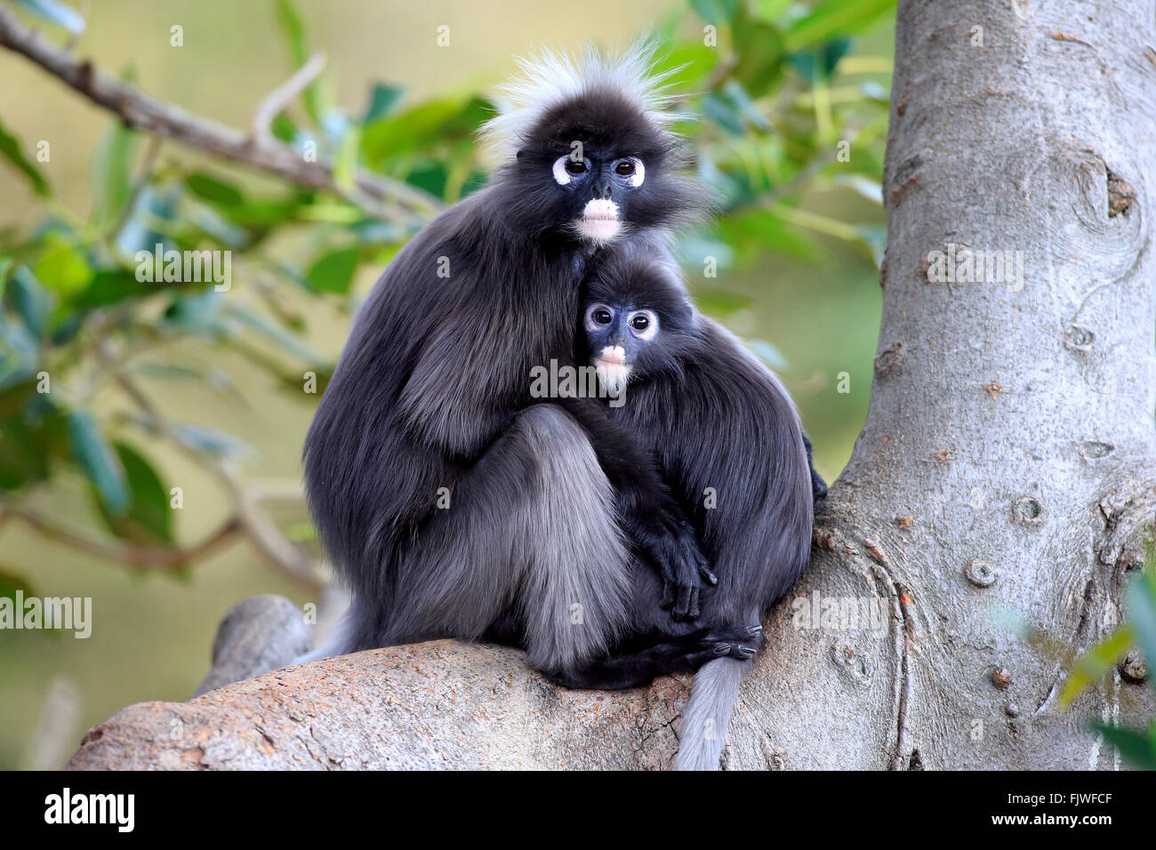 Dusky Leaf Monkey, female with young, Asia / (Trachypithecus obscurus) Stock Photo
