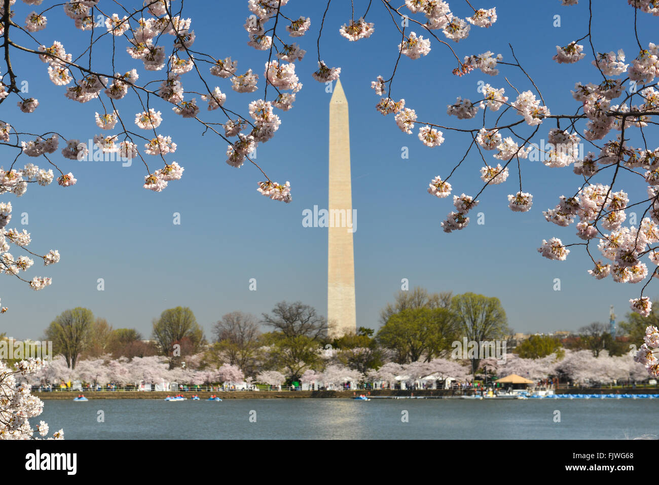 George washington cherry tree hi-res stock photography and images - Alamy