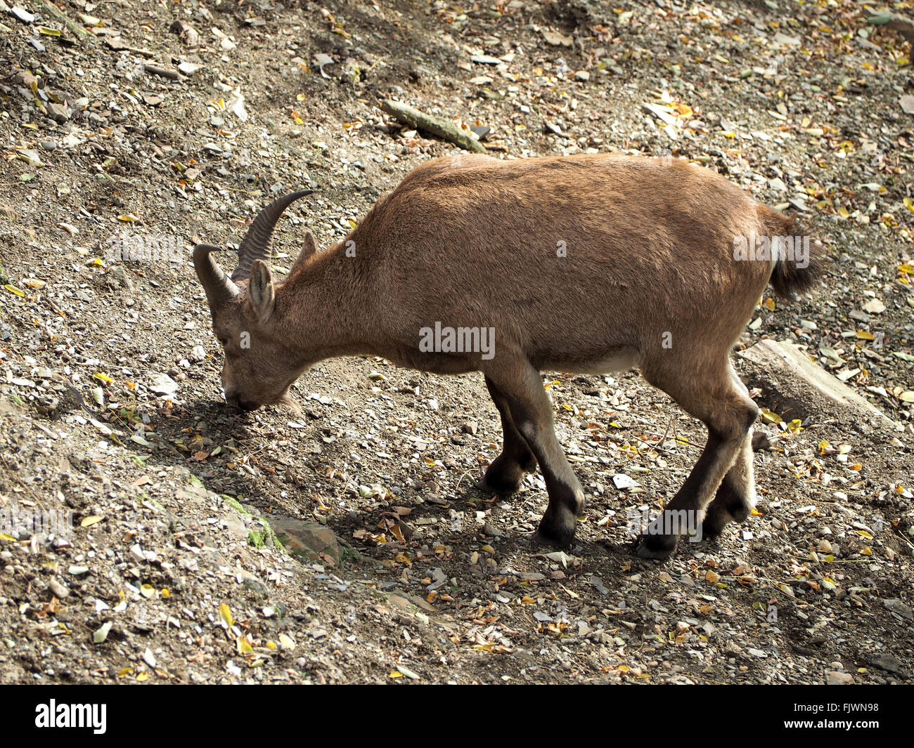 Mountain goat field animals in wild hi-res stock photography and images -  Alamy