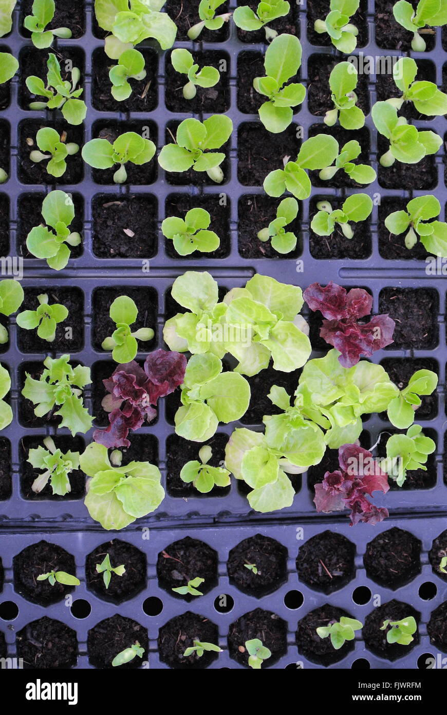 Growing lettuce and tray hires stock photography and images Alamy
