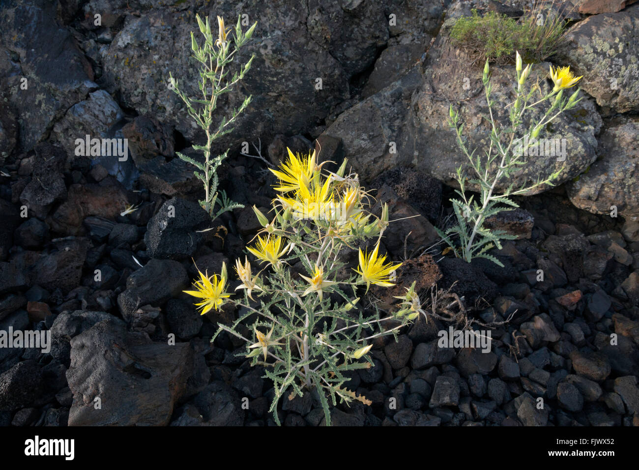 ID00496-00...IDAHO - Blazingstar blooming along the Broken Top Trail in Craters of the Moon National Monument and Preserve. Stock Photo