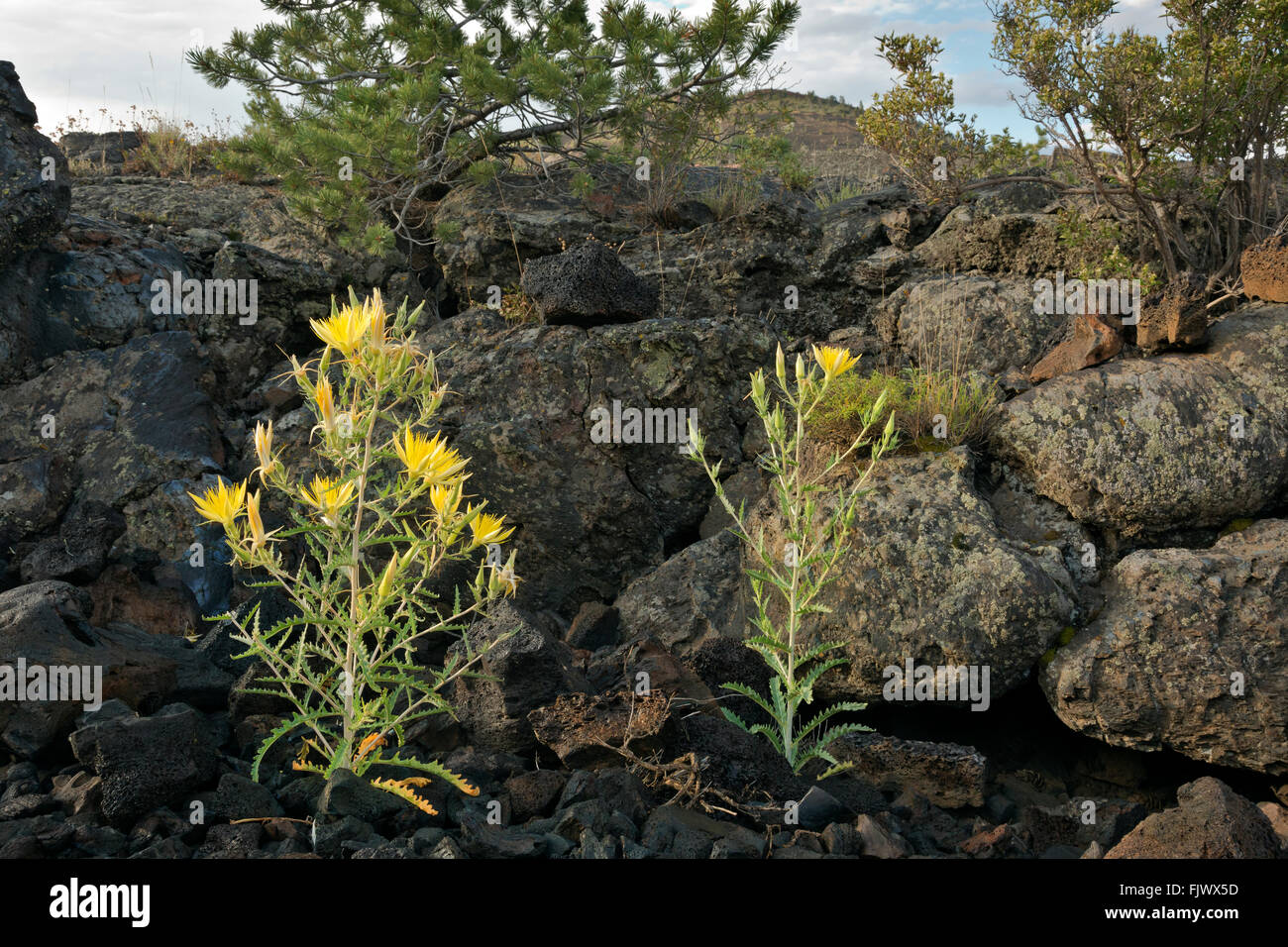 ID00497-00...IDAHO - Blazingstar blooming along the Broken Top Trail in Craters of the Moon National Monument and Preserve. Stock Photo