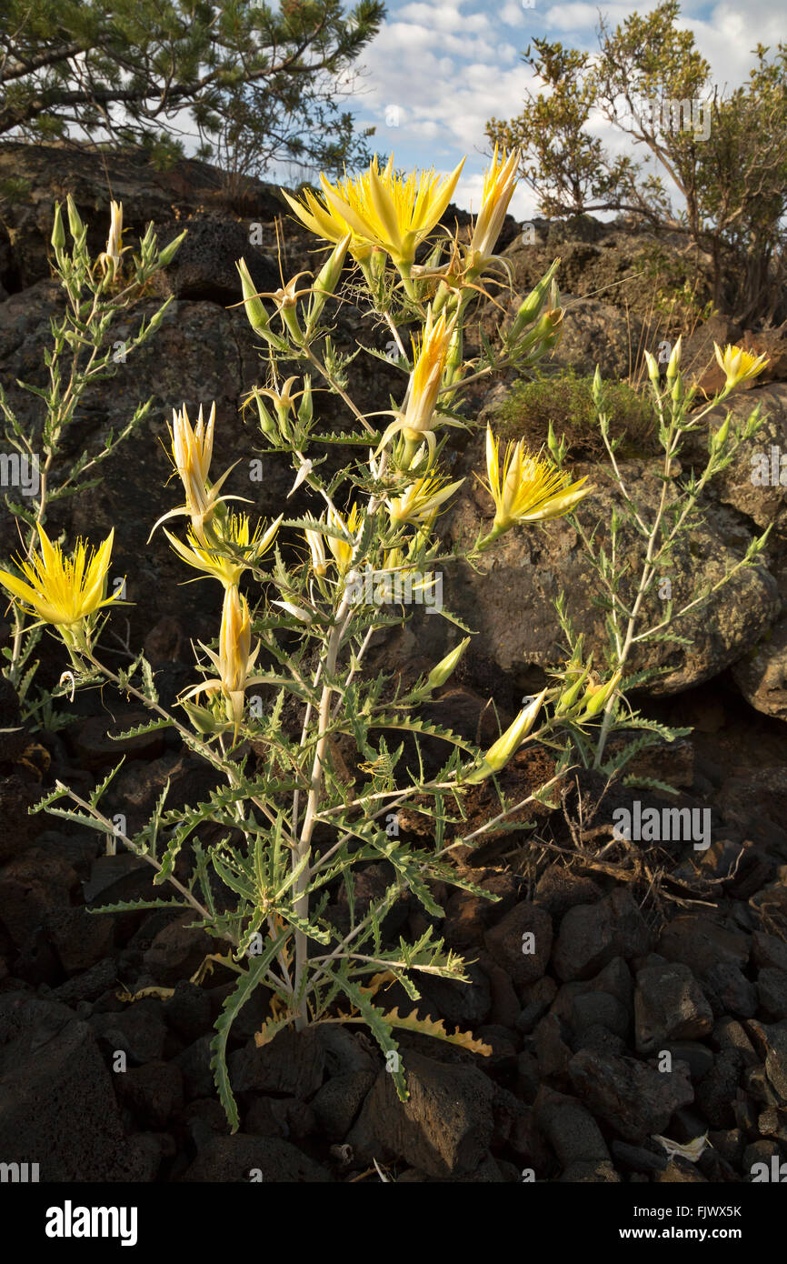ID00498-00...IDAHO - Blazingstar blooming along the Broken Top Trail in Craters of the Moon National Monument and Preserve. Stock Photo