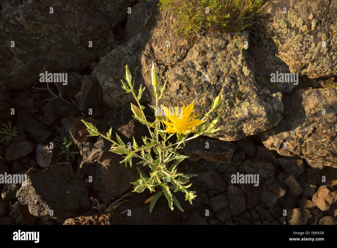ID00499-00...IDAHO - Blazingstar blooming along the Broken Top Trail in Craters of the Moon National Monument and Preserve. Stock Photo