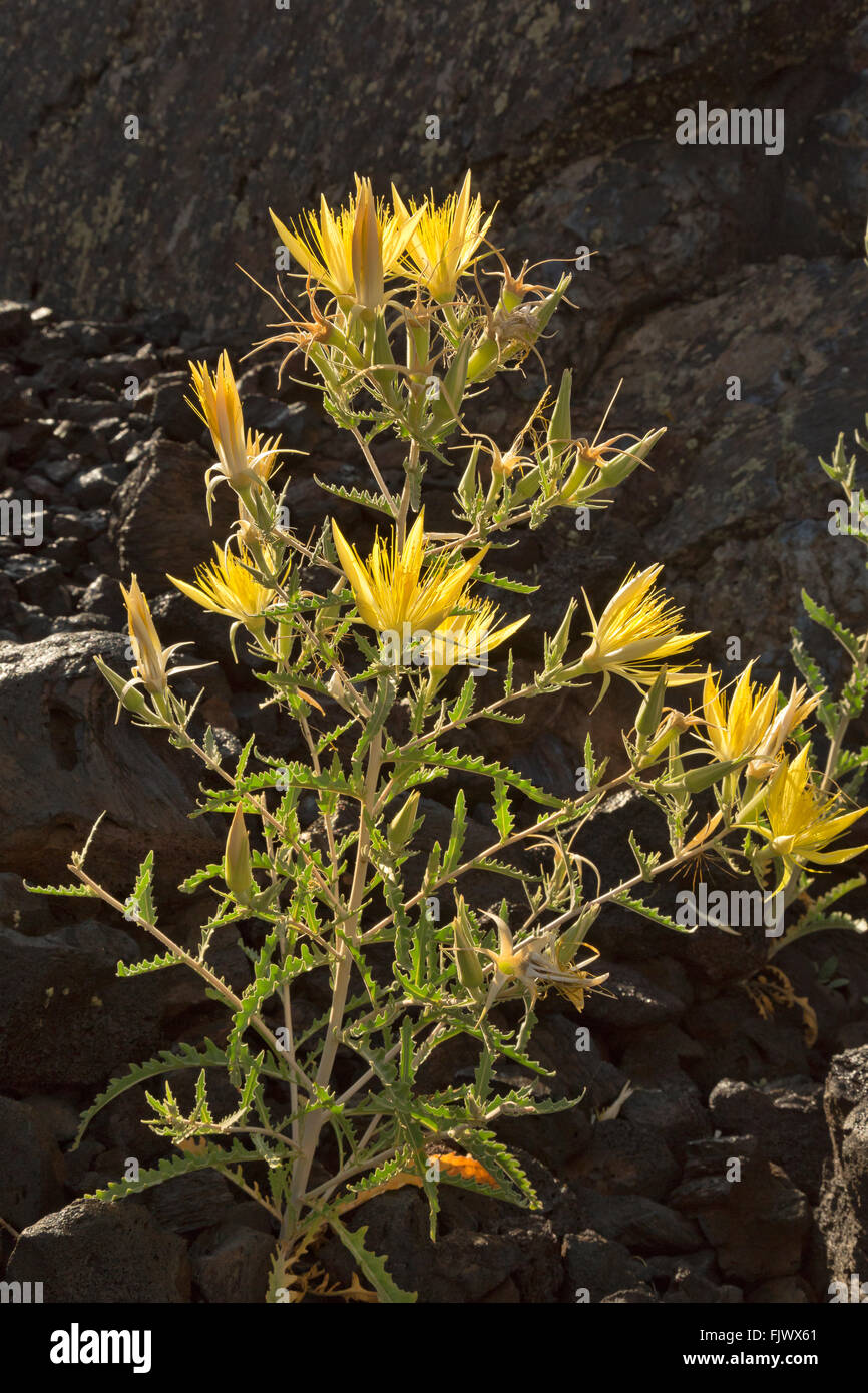 ID00500-00...IDAHO - Blazingstar blooming along the Broken Top Trail in Craters of the Moon National Monument and Preserve. Stock Photo