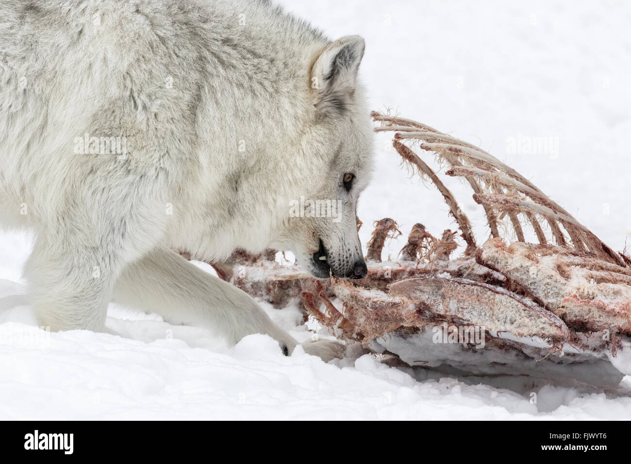 Gray Wolf feeding on a deer carcass Stock Photo
