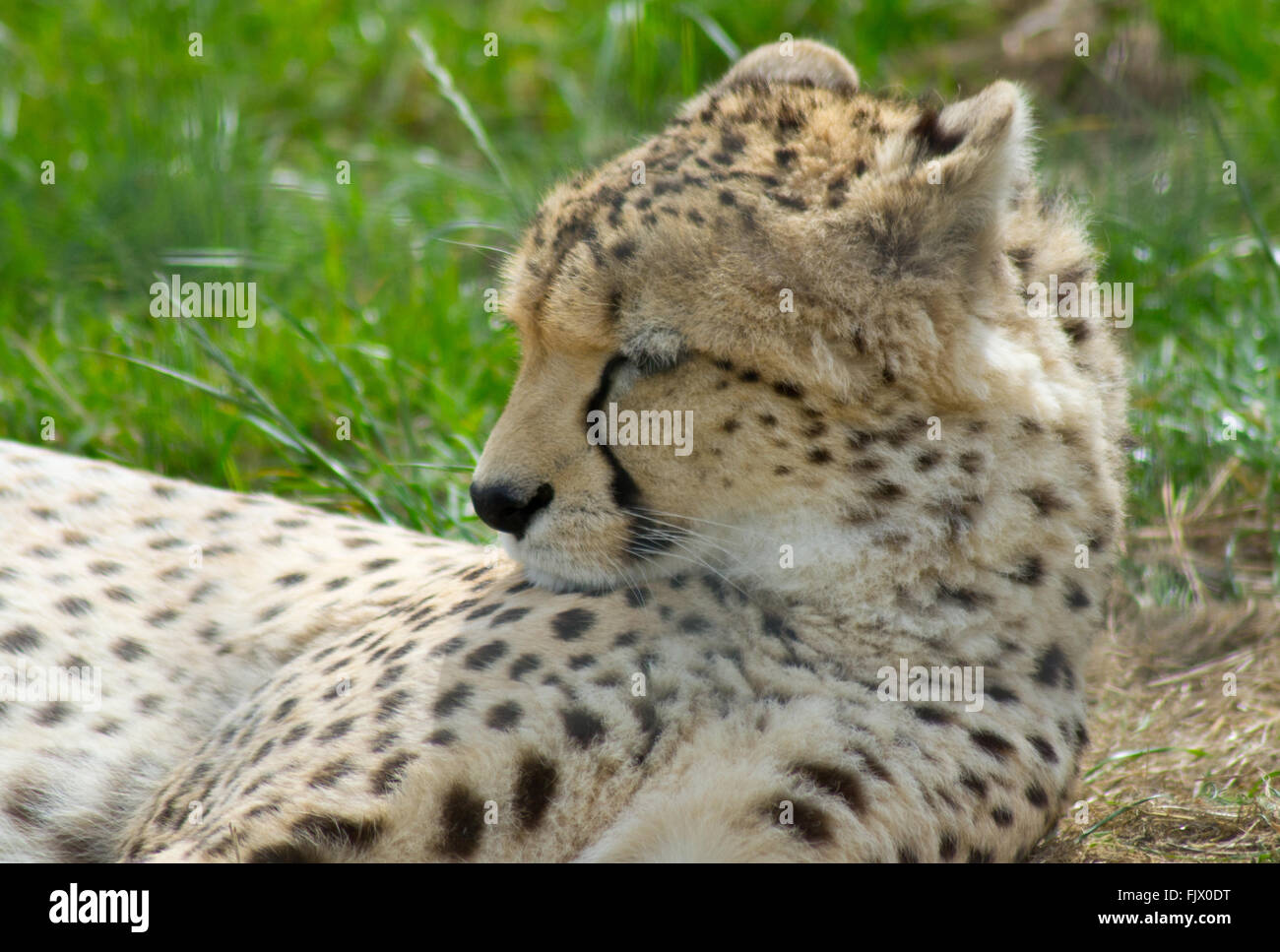 White Leopard West Midlands Safari Park Stock Photo Alamy white-leopard-west-midlands-safari-park-stock-photo-alamy