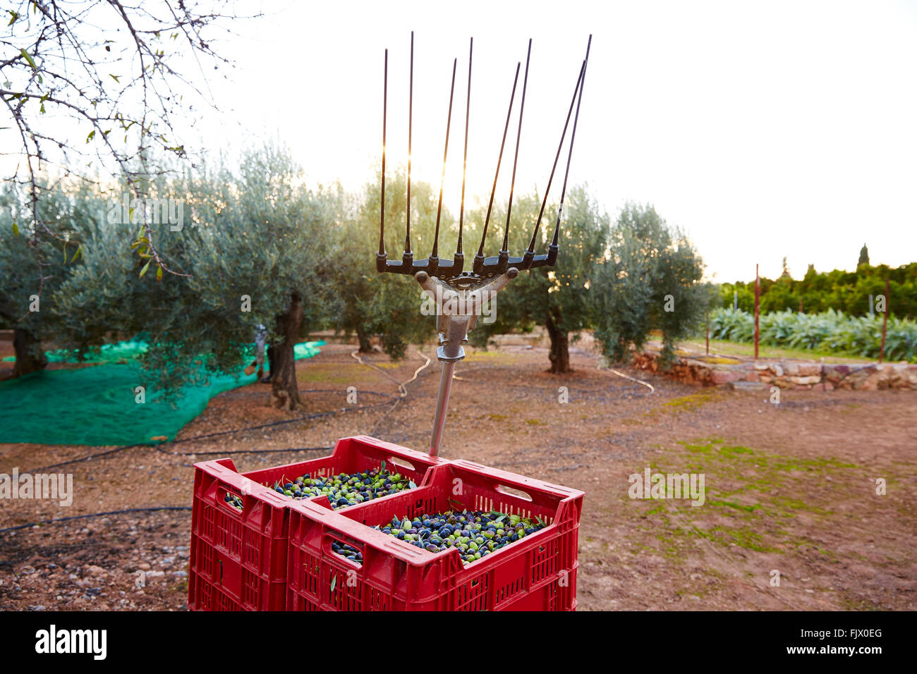 Harvest olive