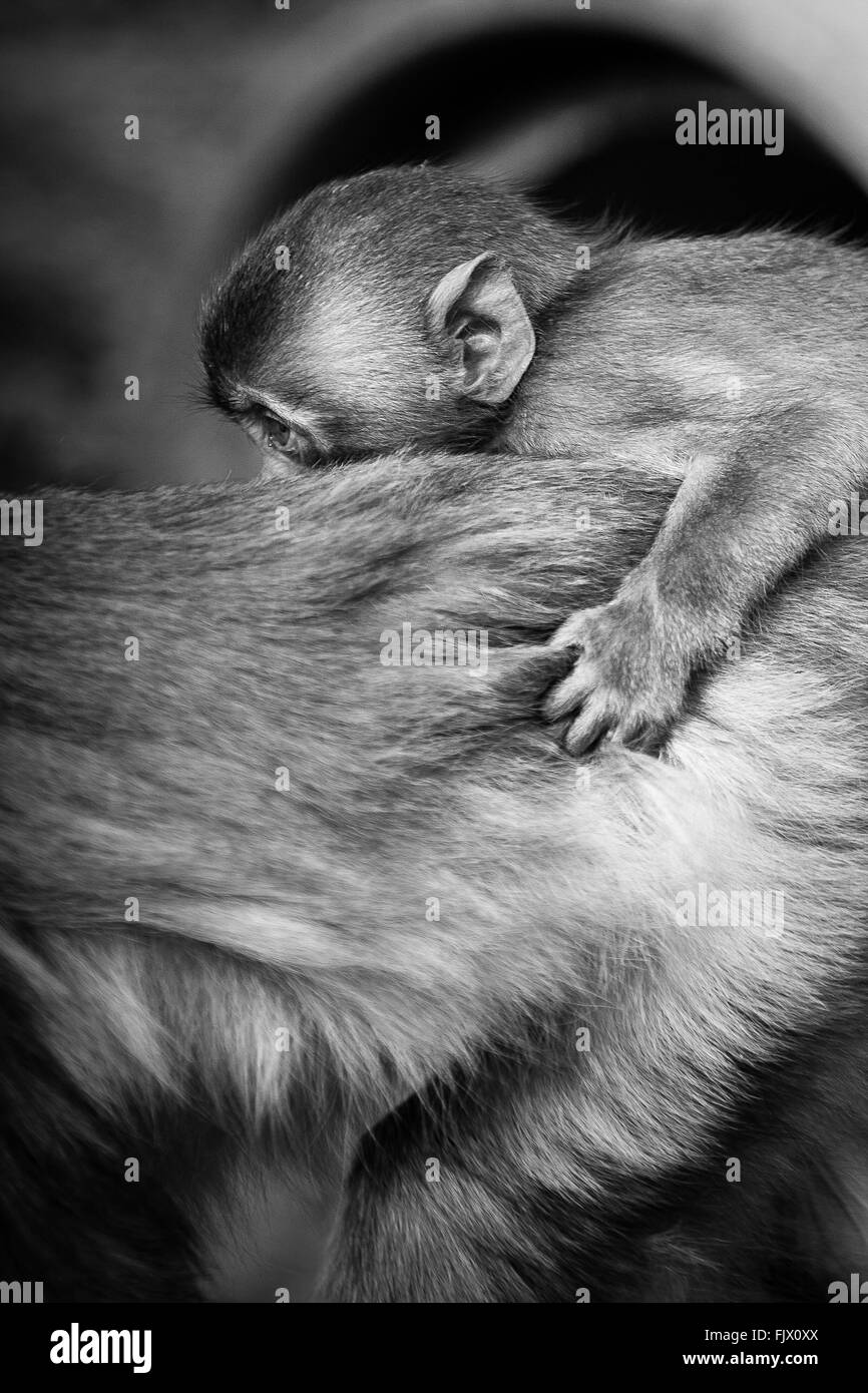 Close-Up Of Infant With Mother Stock Photo